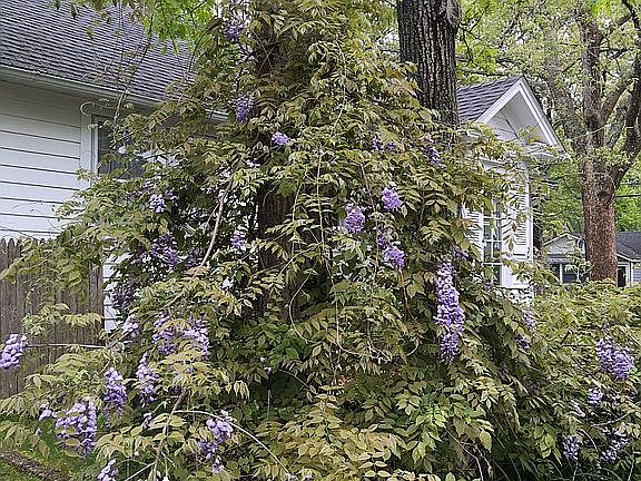 Lush wisteria in Spring