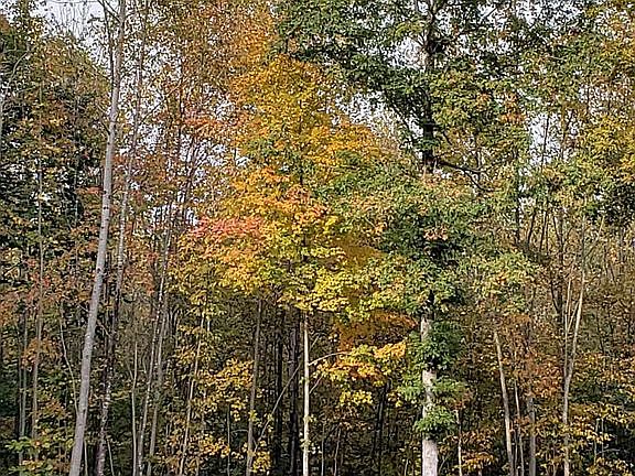 FALL SCENE SIDE YARD