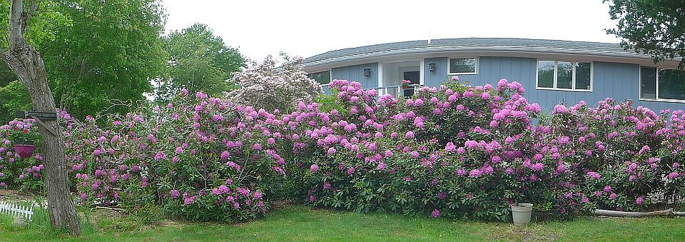 Old rhododendron spring blos