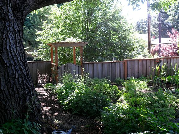Side yard summer