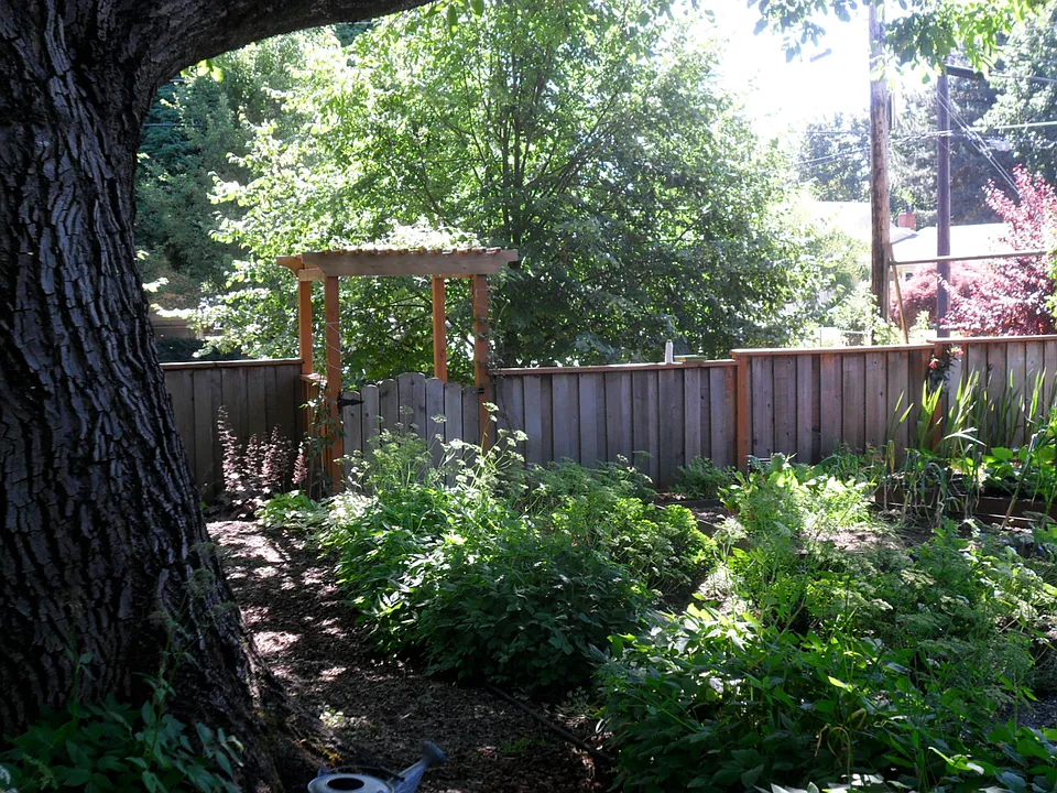 Side yard summer