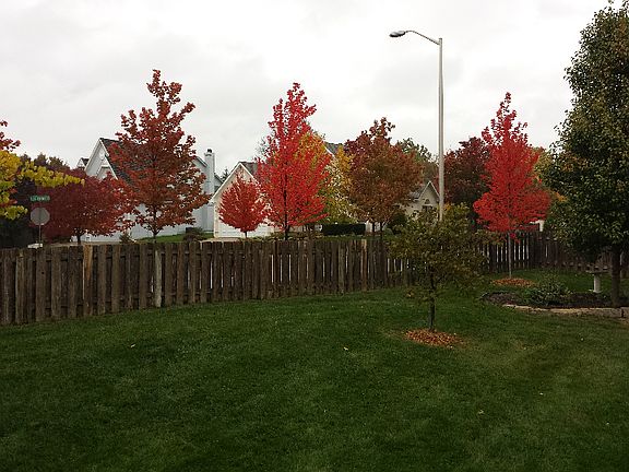 Fall, back yard