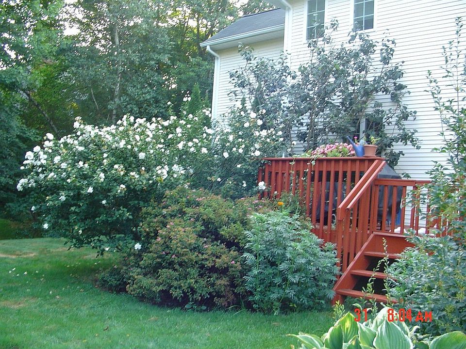 Deck in Summer