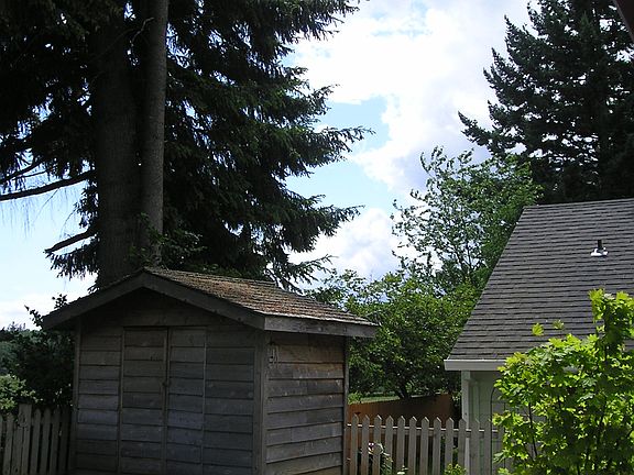 Backyard View