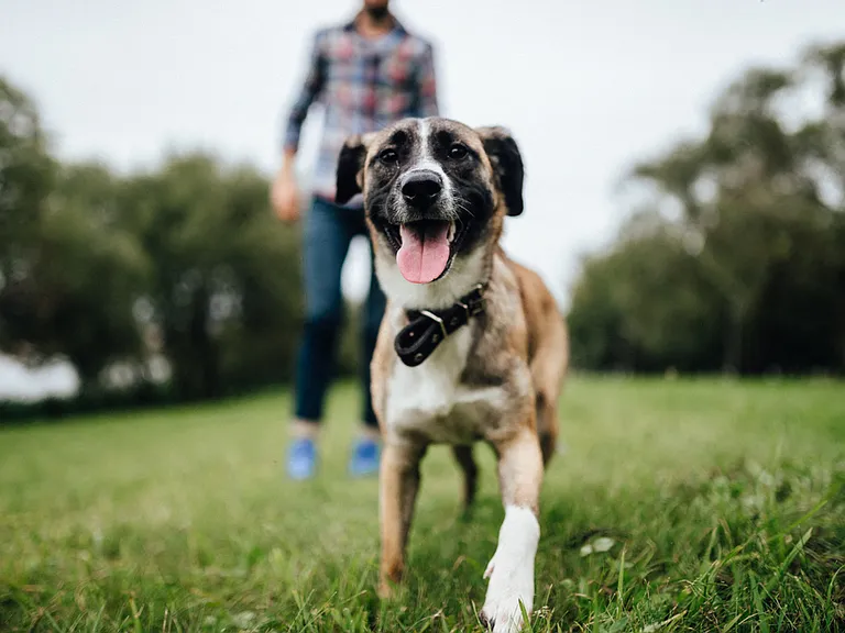 38 Davis Dog Run