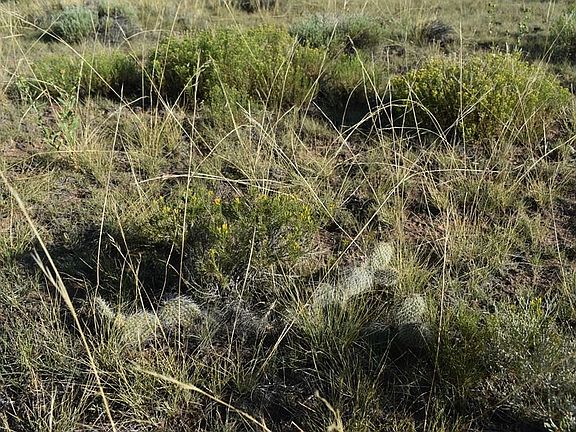 5th image of 0 Lizard Ln