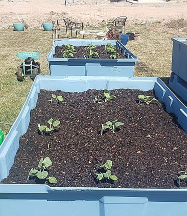 Raised garden boxes