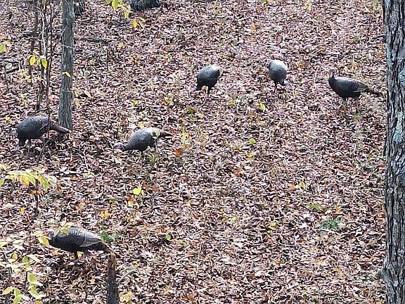 5th image of 234 Dry Bone Rd