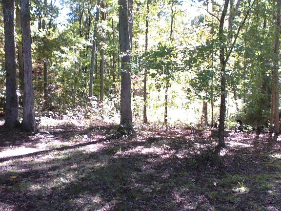 back yard from driveway