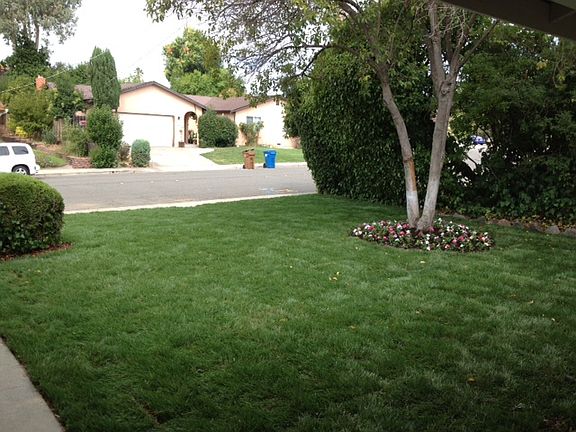 new lawn