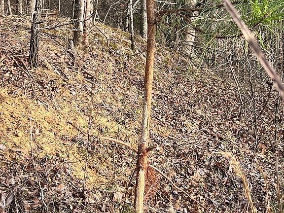 4th image of 0 Mitchell Rd