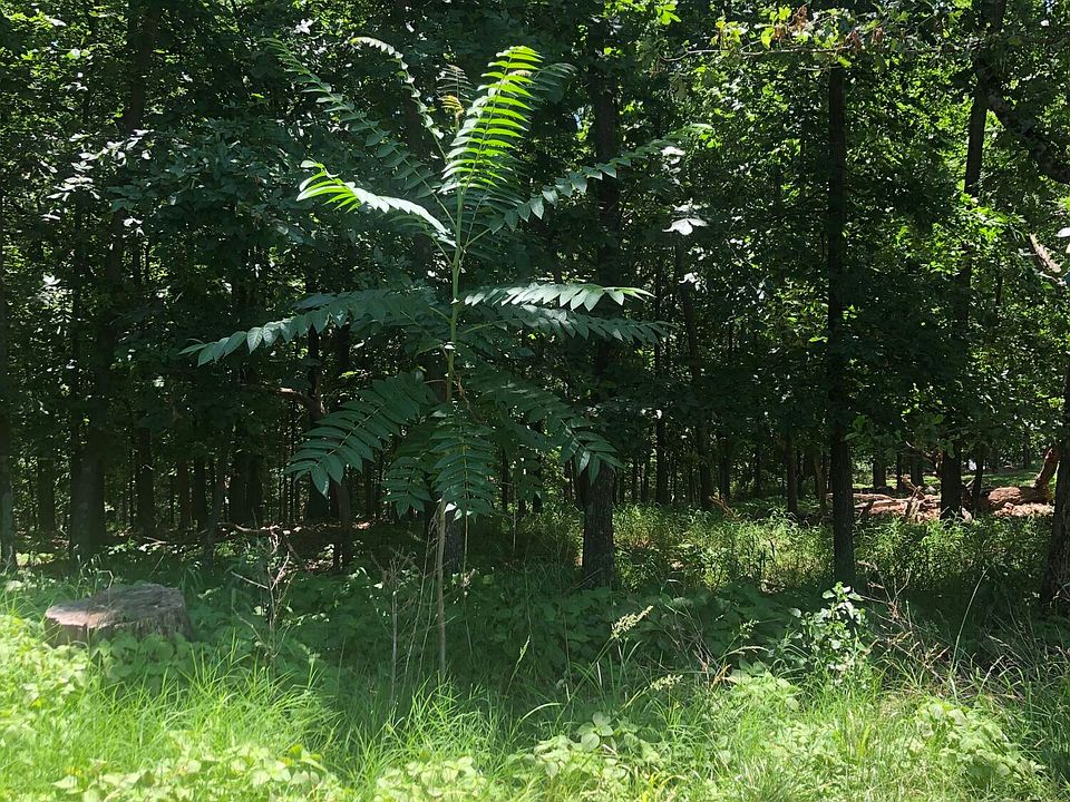 2nd image of Ridge Rd
