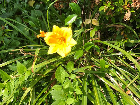 Day lilies in back yard