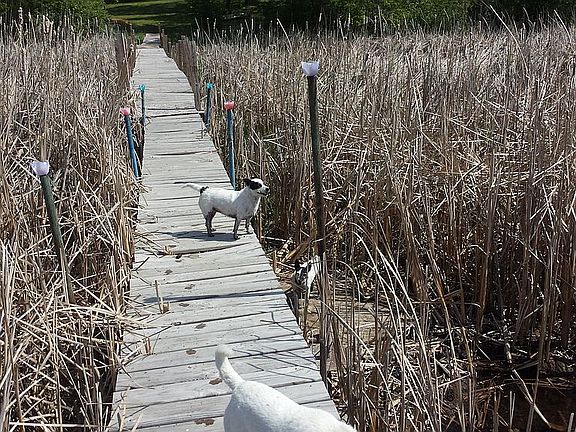 dock