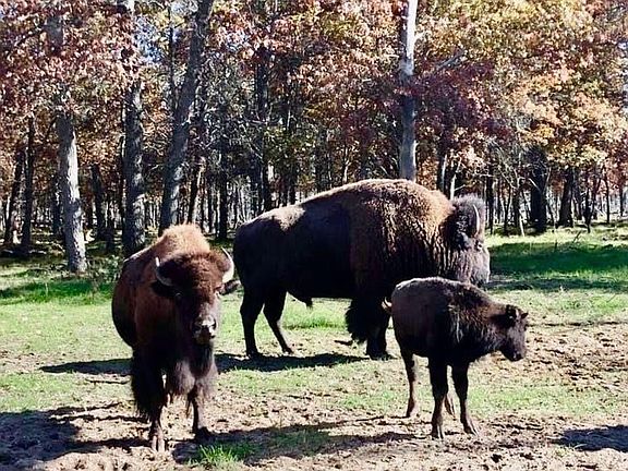 Buffalo