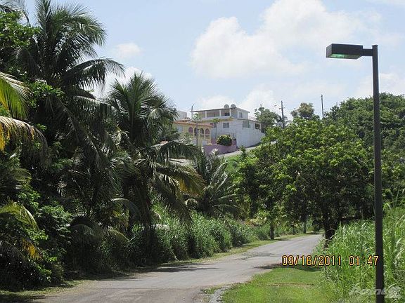  Tree lined streets