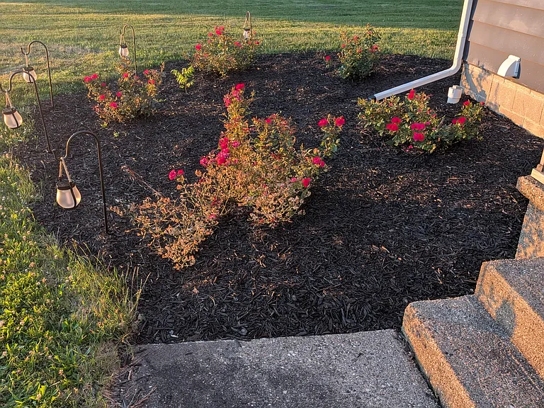 Small rose plot in front yard.
