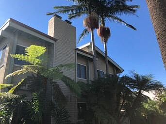 Lush palms and ferns