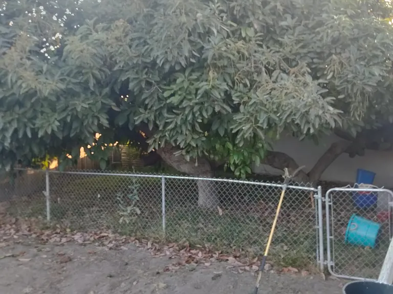 Thee Avocado Tree, one of Rosemead's finest