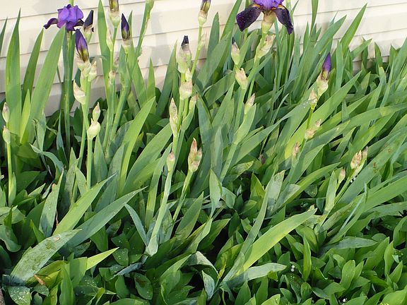 Iris' underneath the front bay window