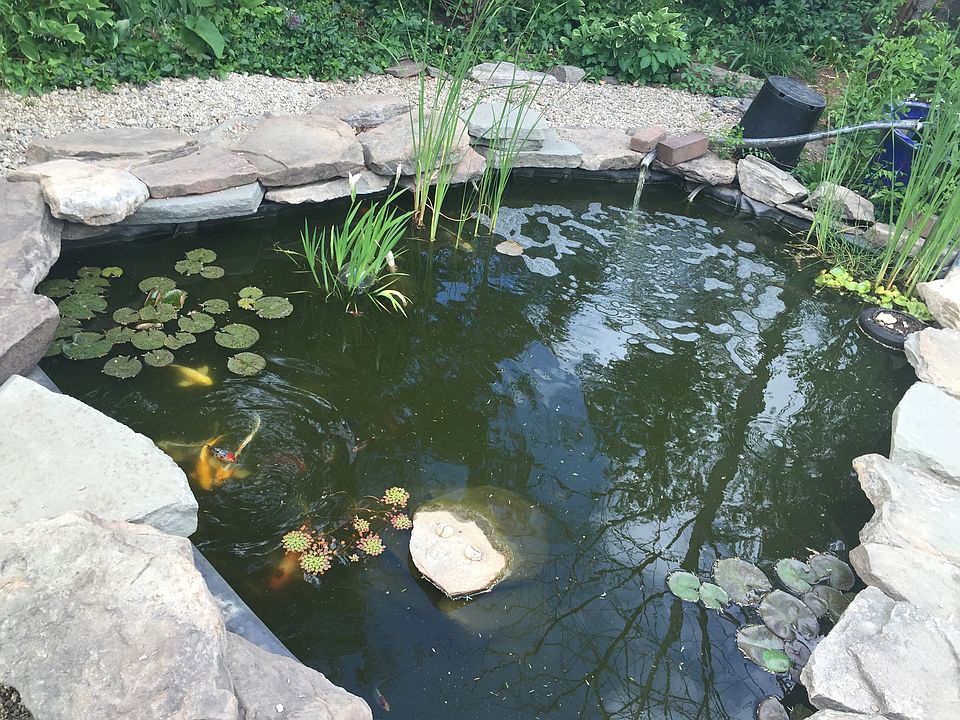 Koi Pond