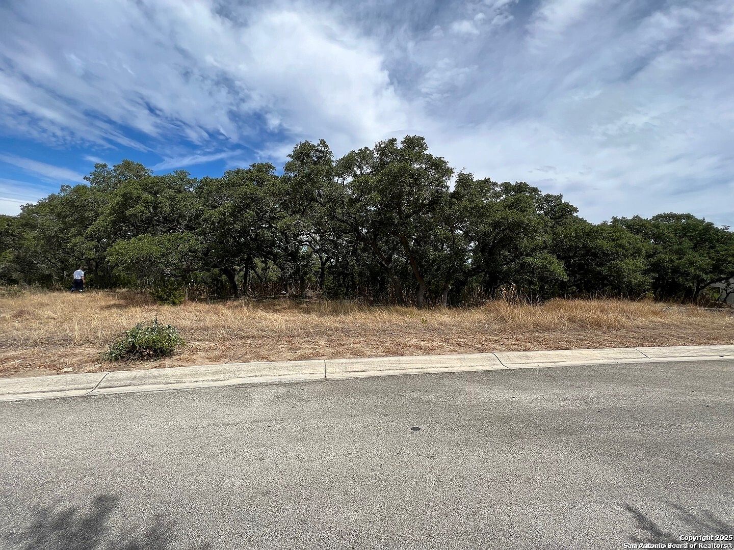 LOT 29 Alberi LOT 29