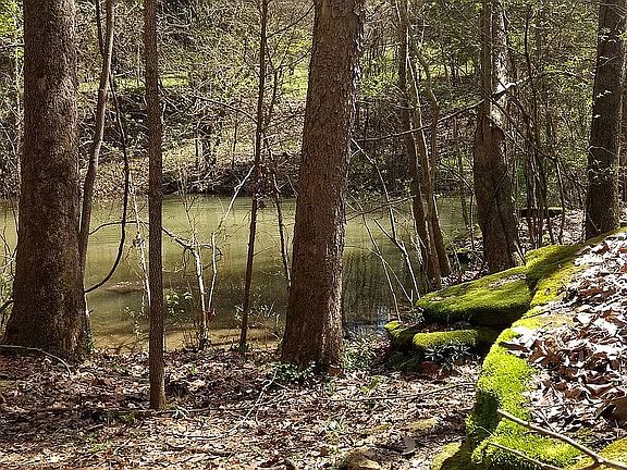 Private Pond with mossy rock