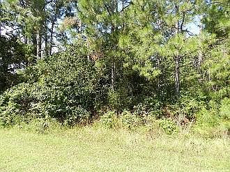 2nd image of 2423 Knotty Pine Dr