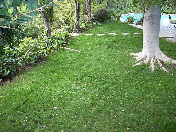 Portion of back yard