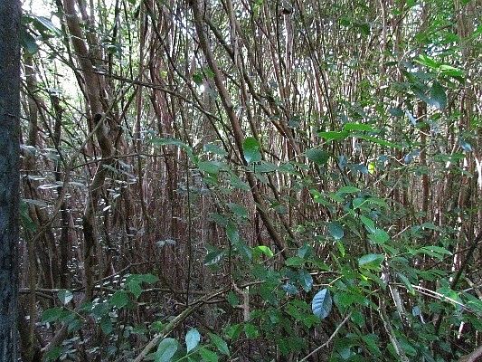 2nd image of 12-4280 Kalapana St Lot 690