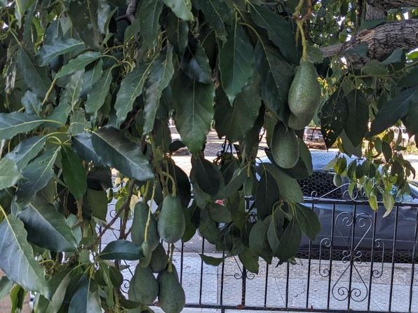 san-jose-california-443000889 picture