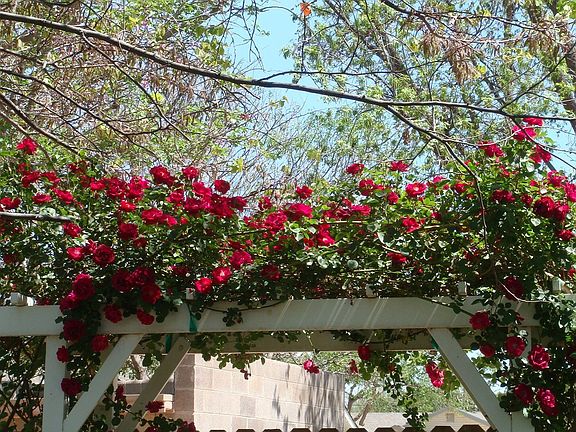 Rose arbor on back gate