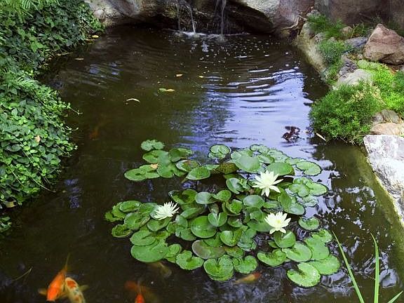 koi pond in front yard patio