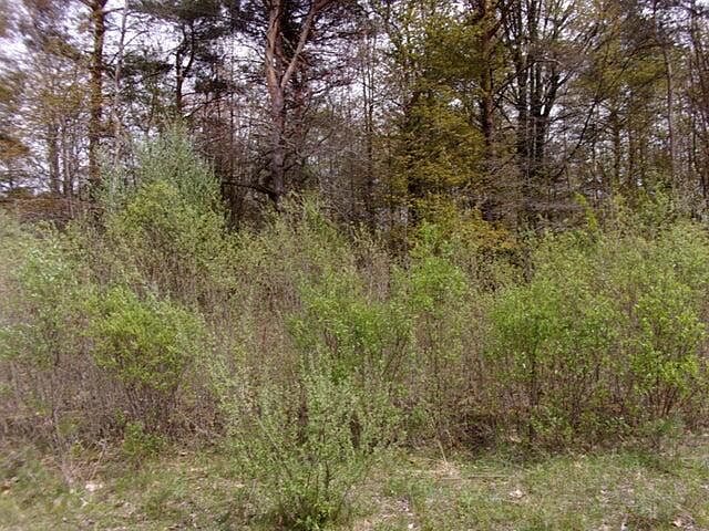 1st image of 2745 Serenity Pines Dr