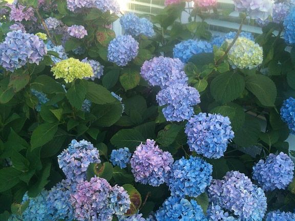 abundant hydrangeas