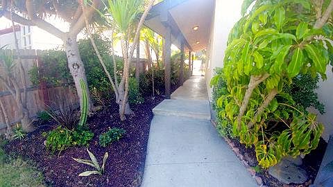 Side Yard Tropical Planter