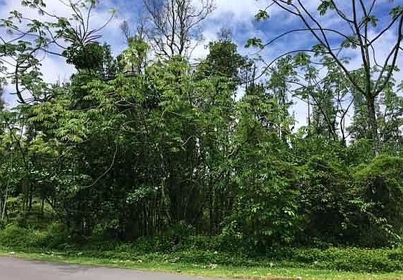 3rd image of Kaloli Dr