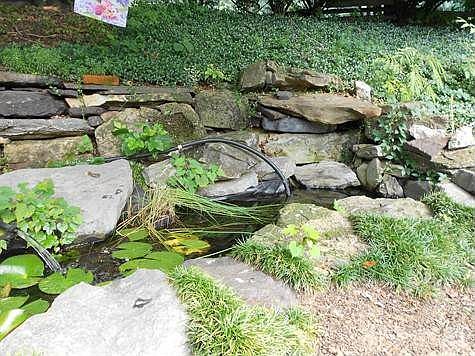 Ornamental Pond by Patio