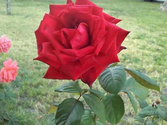 Rose bushes on property