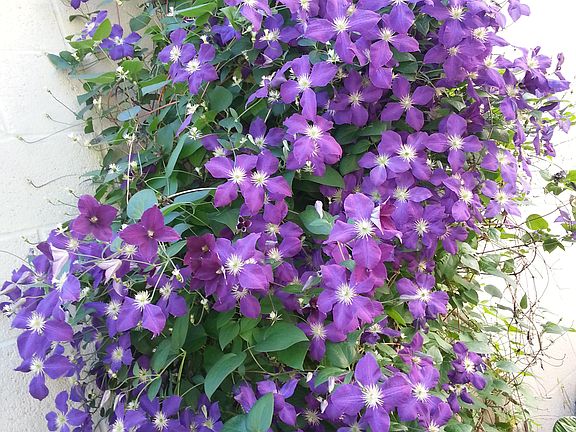 Clematis in Garage garden