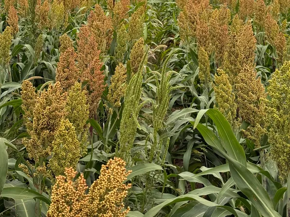 E Road 17, Ulysses, KS 67880