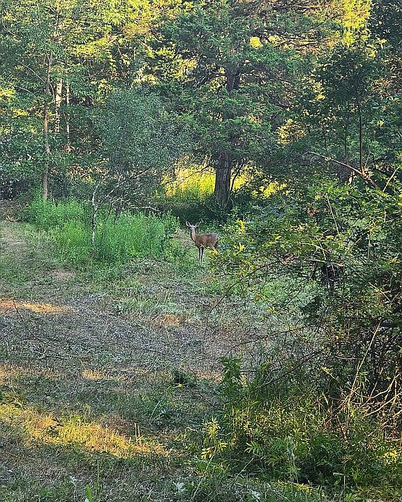 1st image of LOT 78-1-25 Mt Joy Rd