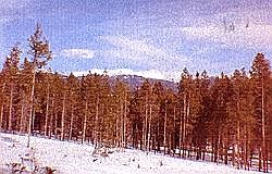 1st image of 239 POLE CREEK Drive #