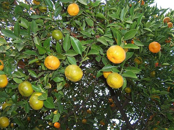Tangarine Tree