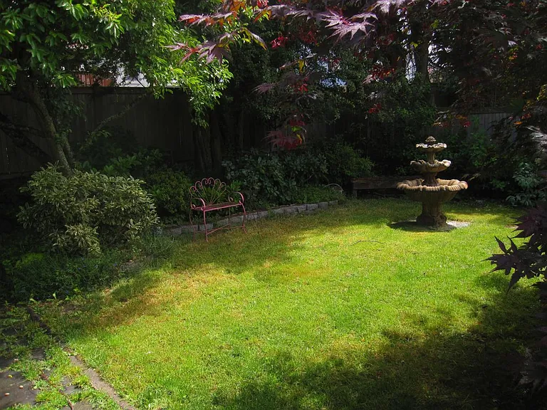 Back yard