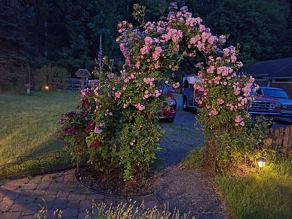 rose arbor and parking area