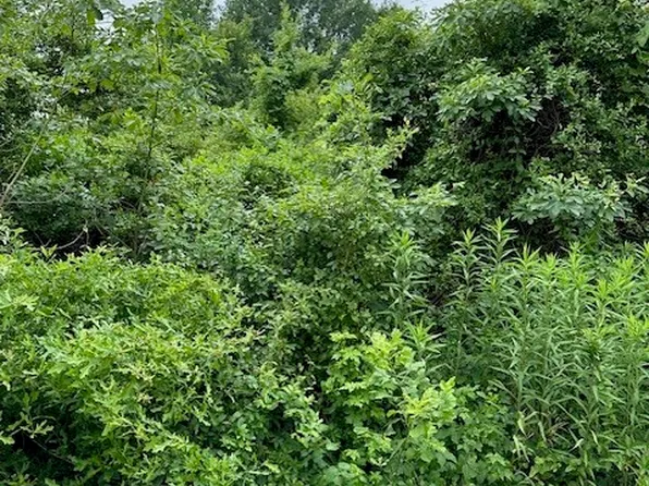 0 County Road 1828, Yantis, TX 75497