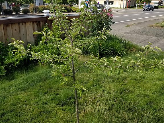 Honeycrisp apple tree in front yard
