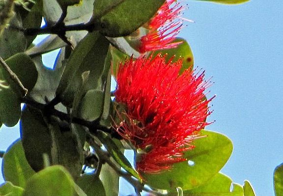 Lehua on Lot 7299