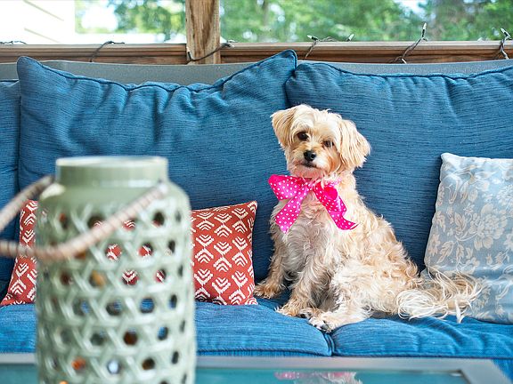 Lucy enjoying screened porch